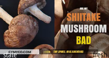 Are My Shiitake Mushrooms Spoiled? A Guide to Freshness