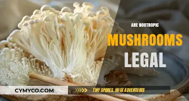 Exploring the Legal Landscape of Nootropic Mushrooms: A Comprehensive Guide
