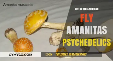 Exploring the Psychedelic Potential of North American Fly Amanitas