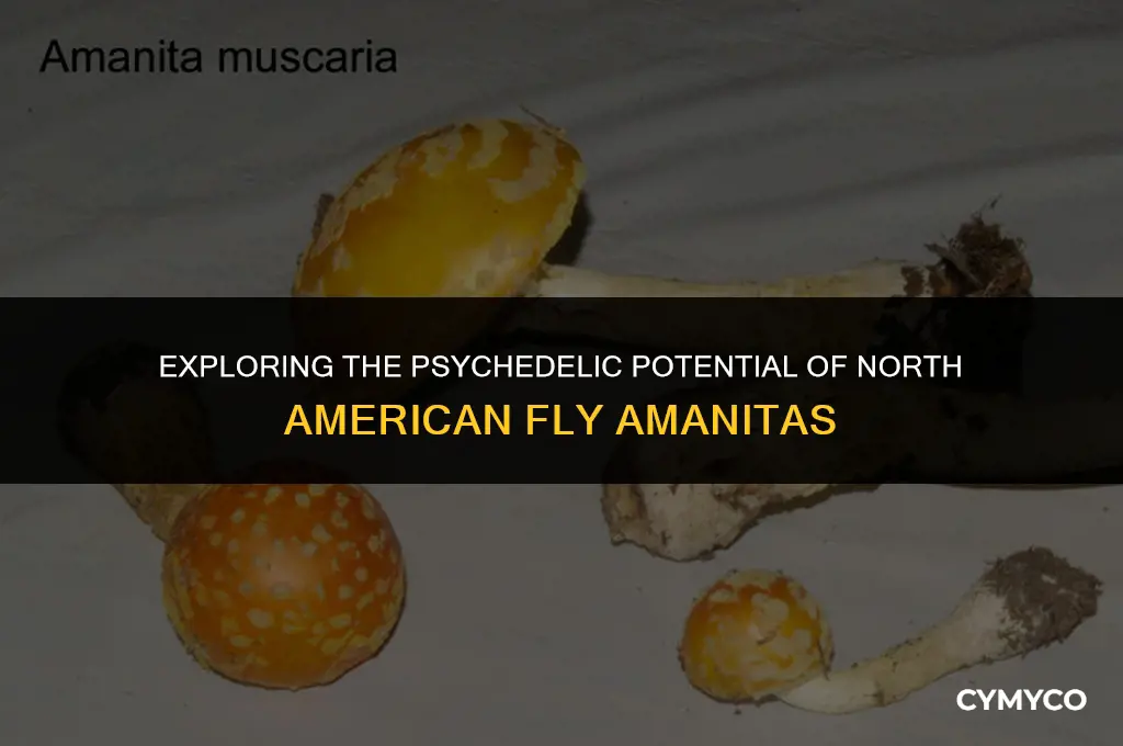 are north american fly amanitas psychedelics