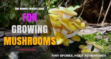 Exploring Norway Maples: Ideal Conditions for Mushroom Cultivation