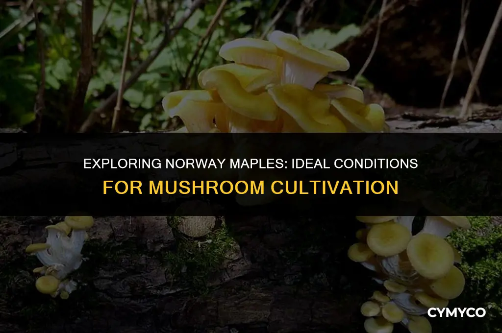 are norway maples good for growing mushrooms