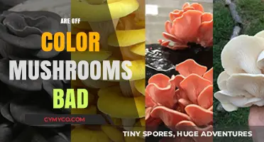 Exploring the Edibility of Off-Color Mushrooms: A Guide
