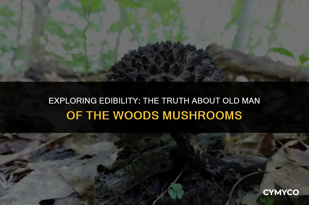 are old man of the woods mushrooms edible