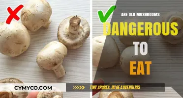 Exploring the Risks: Are Old Mushrooms Safe to Eat?