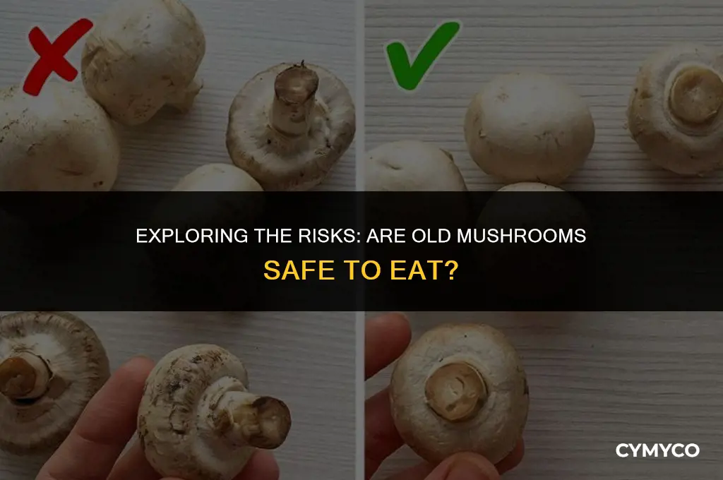 are old mushrooms dangerous to eat