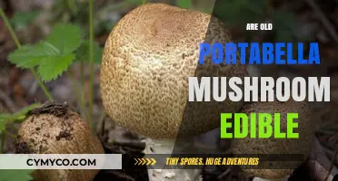 Exploring the Edibility of Mature Portabella Mushrooms: A Guide