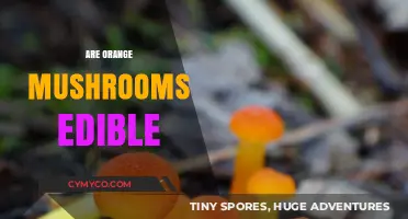 Are Orange Mushrooms Edible? A Guide to Identifying and Safety