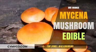 Exploring the Edibility of Orange Mycena Mushrooms: A Comprehensive Guide