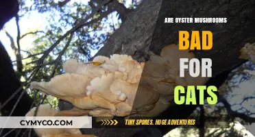 Are Oyster Mushrooms Safe for Cats? A Comprehensive Guide