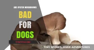 Can Dogs Eat Oyster Mushrooms? A Comprehensive Guide for Pet Owners