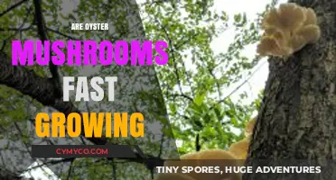 Rapid Growth of Oyster Mushrooms: A Comprehensive Guide