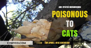 Are Oyster Mushrooms Safe for Cats: A Comprehensive Guide