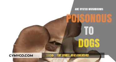 Are Oyster Mushrooms Safe for Dogs: A Comprehensive Guide