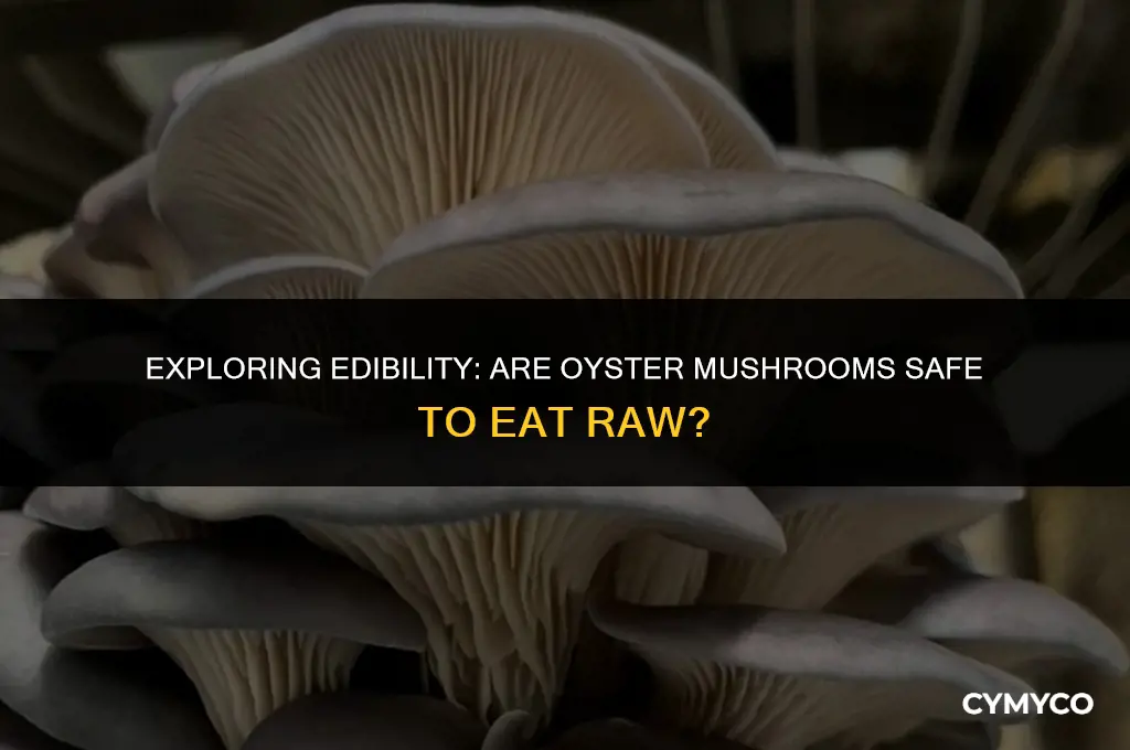 are oyster mushrooms safe to eat raw