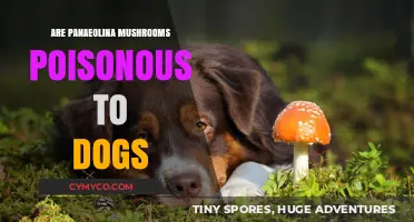 Are Panaeolina Mushrooms Toxic to Dogs? A Comprehensive Guide
