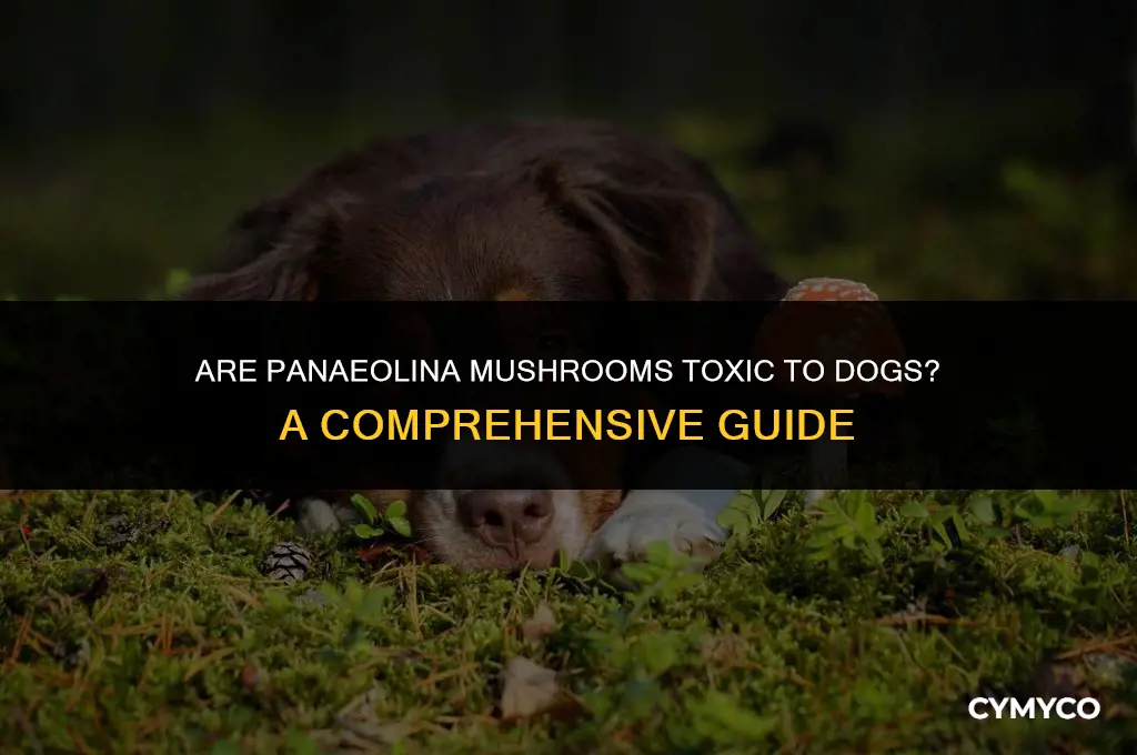 are panaeolina mushrooms poisonous to dogs