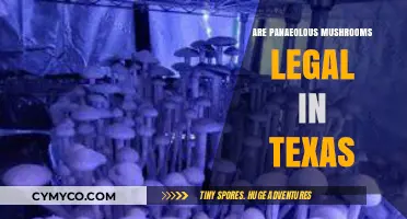 Exploring the Legal Status of Panaeolus Mushrooms in Texas