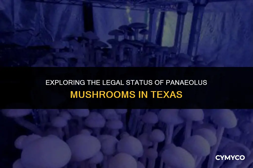 are panaeolous mushrooms legal in texas