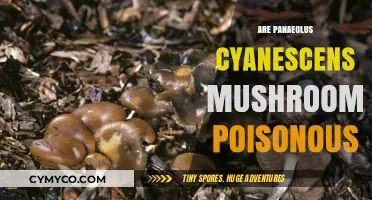 Exploring the Toxicity of Panaeolus Cyanescens Mushrooms: A Comprehensive Guide