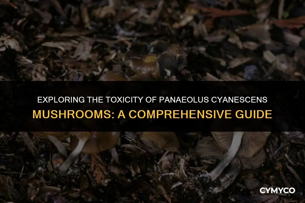 are panaeolus cyanescens mushrooms poisonous