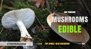 Exploring Edibility: Are Pancake Mushrooms Safe to Eat?