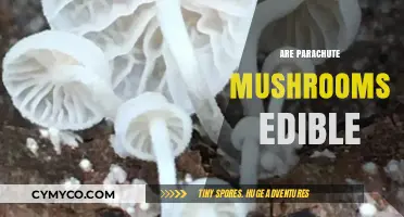 Exploring Edibility: Are Parachute Mushrooms Safe to Eat?