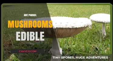 Exploring the Edibility of Paraol Mushrooms: A Comprehensive Guide