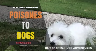 Parasol Mushrooms: A Toxic Threat to Dogs or Harmless?