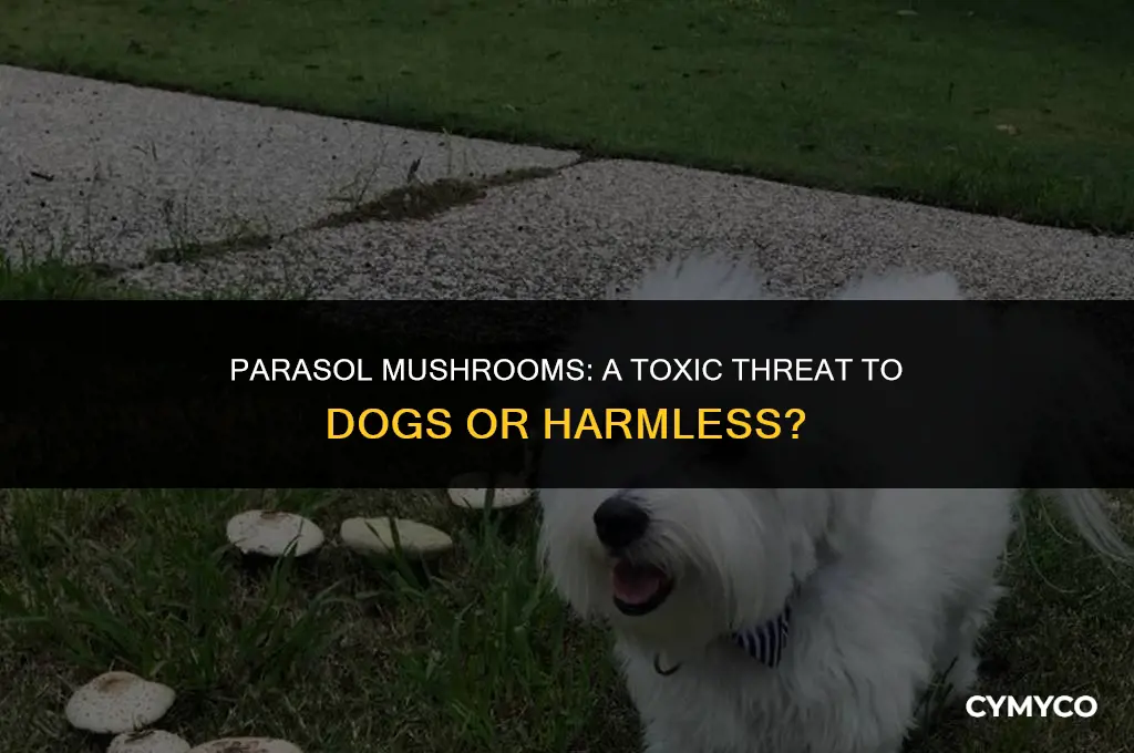 are parasol mushrooms poisones to dogs