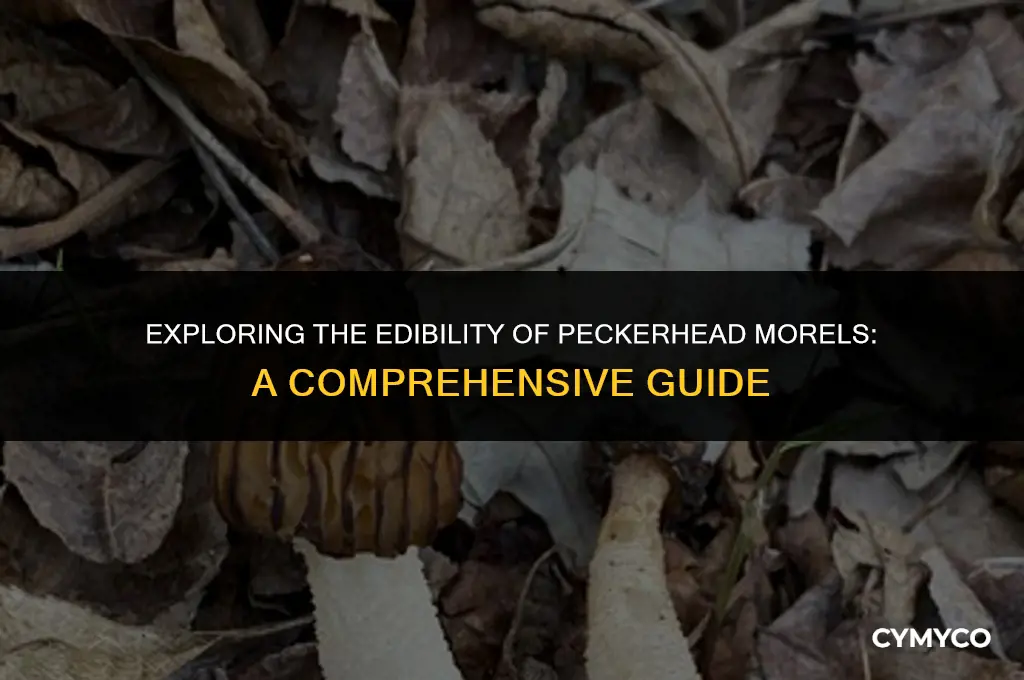 are peckerhead morels edible