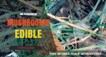 Exploring the Edibility of Peckerhead Mushrooms: A Comprehensive Guide