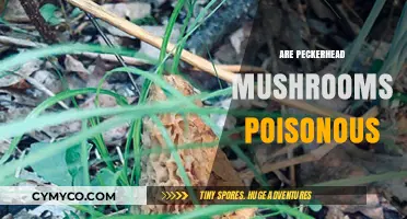 Exploring the Edibility of Peckerhead Mushrooms: A Comprehensive Guide