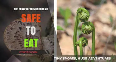 Exploring Edibility: Are Peckerhead Mushrooms Safe to Eat?