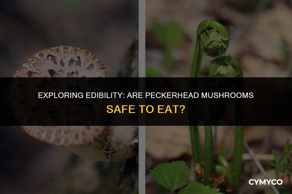 are peckerhead mushrooms safe to eat