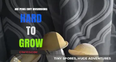 Exploring the Cultivation Challenges of Penis Envy Mushrooms