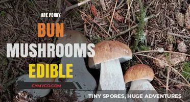 Exploring the Edibility of Penny Bun Mushrooms: A Comprehensive Guide