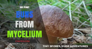 Exploring the Mycelial Origins of Penny Buns: A Fascinating Journey