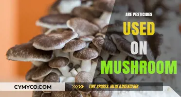 Are Pesticides Used on Mushrooms? Uncovering the Truth About Cultivation