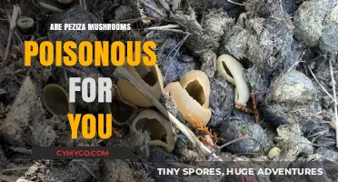 Exploring the Edibility of Peziza Mushrooms: A Comprehensive Guide