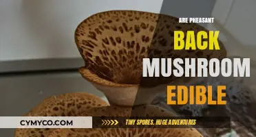 Are Pheasant Back Mushrooms Edible? A Comprehensive Guide to Safety