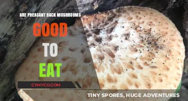 Exploring Edibility: Are Pheasant Back Mushrooms Safe to Eat?