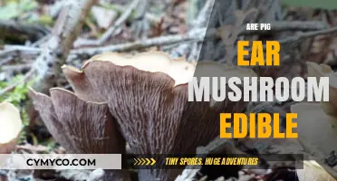 Exploring Edibility: The Truth About Pig Ear Mushrooms