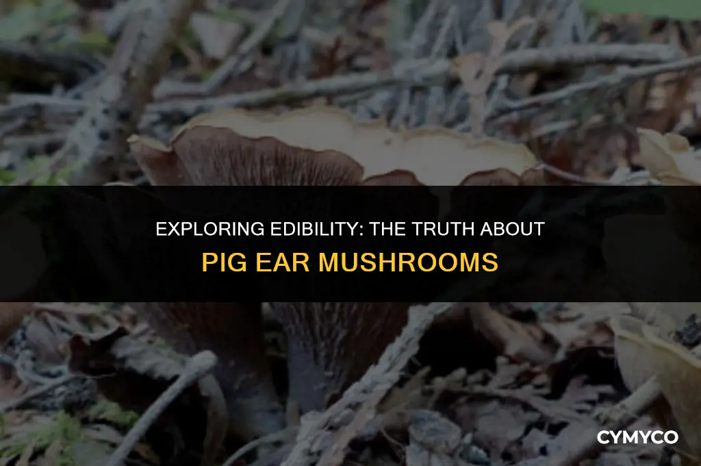 are pig ear mushrooms edible