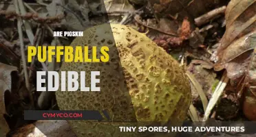 Are Pigskin Puffballs Safe to Eat? A Fungal Food Guide