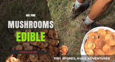 Exploring the Edibility of Pine Mushrooms: A Comprehensive Guide