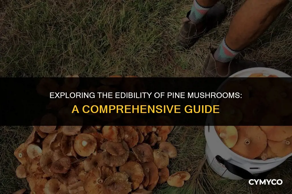 are pine mushrooms edible