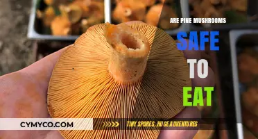 Exploring the Edibility and Safety of Pine Mushrooms: A Comprehensive Guide