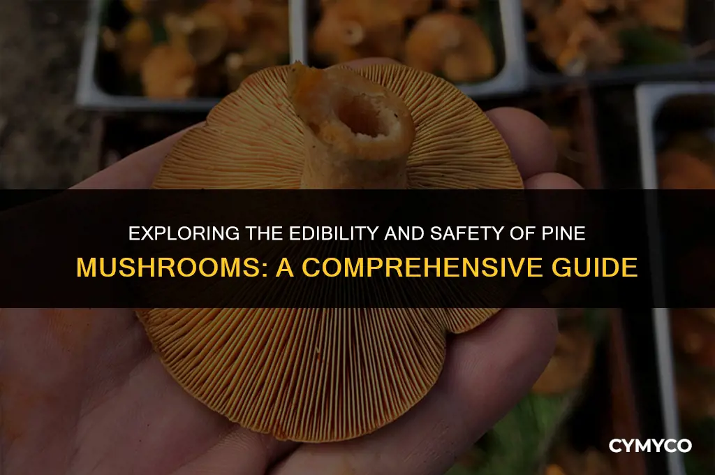 are pine mushrooms safe to eat