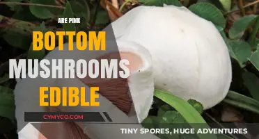 Exploring Edibility: The Truth About Pink Bottom Mushrooms